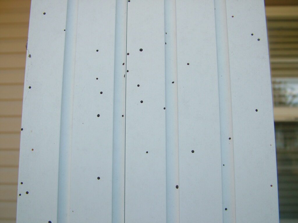 Artillery Fungus on siding Tallahassee Hot Water Pressure Washing