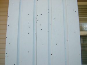 Artillery fungus spores on siding