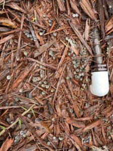 Artillery Fungus growing in wood mulch, Tallahassee