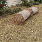 Landscaping in Tallahassee with pine straw, the best way to prevent artillery fungus and protect a home's siding.