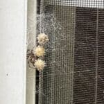 Black widow spider egg sacs visible on a window screen in Tallahassee Florida