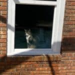A pet cat safely observing a soft wash from an indoor window ledge at a home in Havana, Florida.
