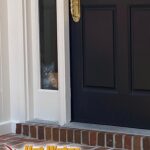 Two pet cats sitting safely inside a Tallahassee home, looking out a glass side door as the house exterior is being soft washed.