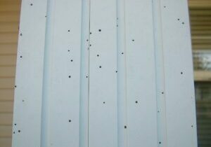Artillery fungus spores on siding