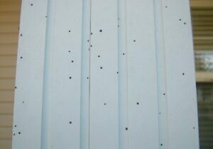 Artillery fungus spores on siding.