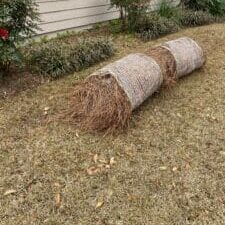 Landscaping in Tallahassee with pine straw, the best way to prevent artillery fungus and protect a home's siding.